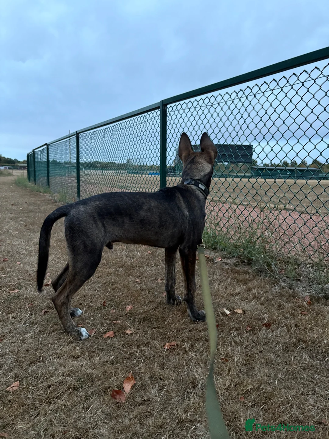 Belgian Shepherd Dog dogs for sale: Dutch Herder 5 months  in Slough - Advert 1