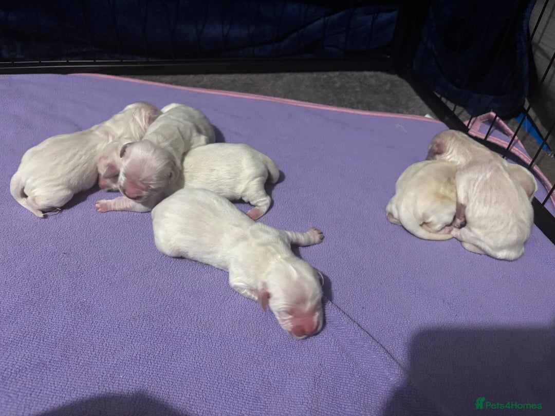 Golden Retriever dogs for sale: Golden retriever puppies - Advert 3