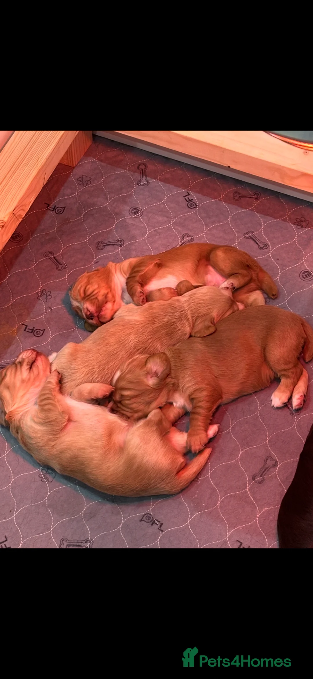 Cocker Spaniel dogs for sale: KC Working Cocker Spaniels - Advert 2