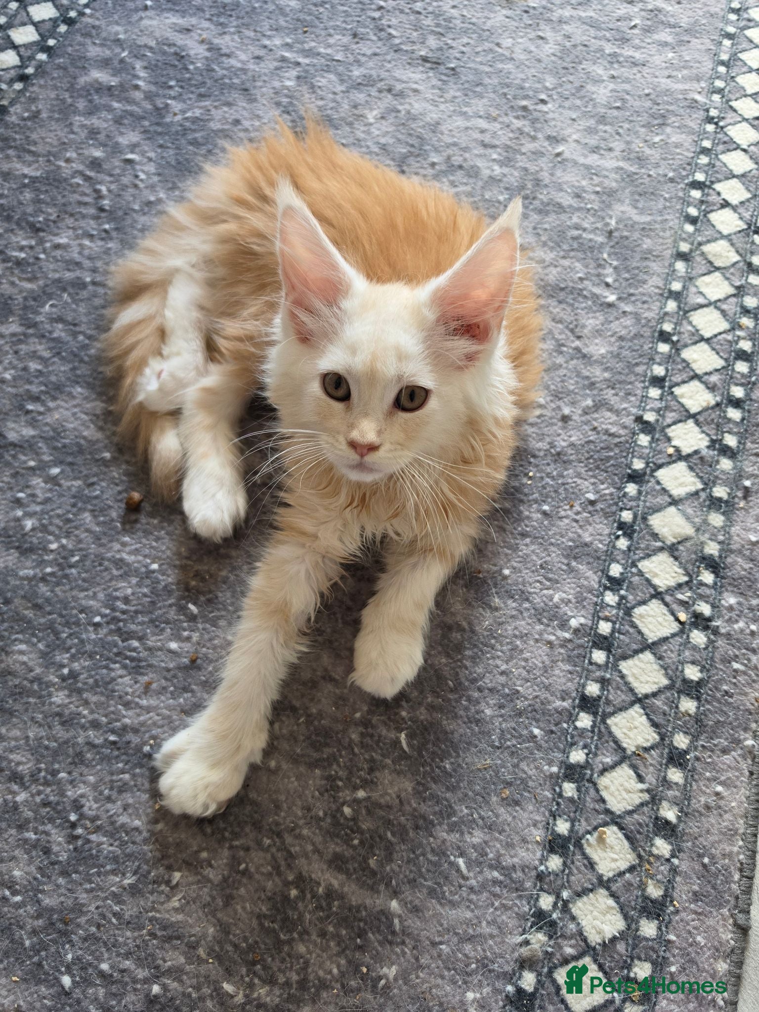 Maine Coon cats PEDIGREE MAINE COON KITTENS  - Advert 1