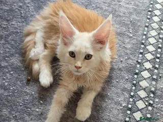 Maine Coon cats PEDIGREE MAINE COON KITTENS - Advert 2