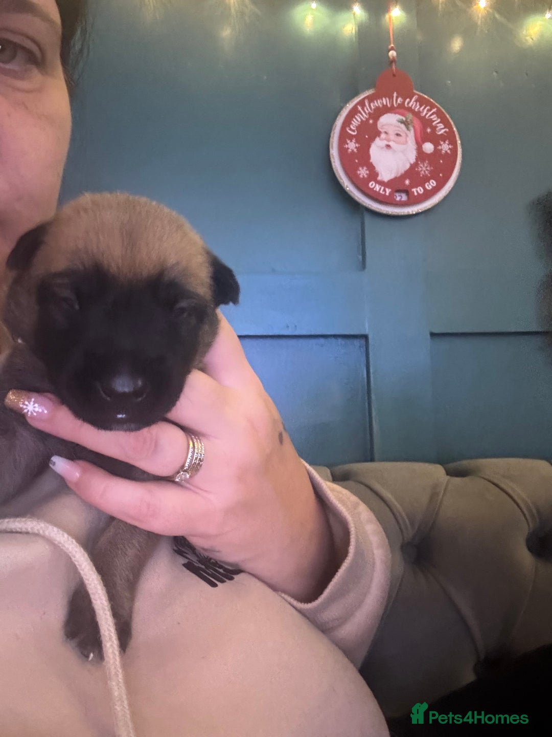 Belgian Shepherd Dog dogs for sale: 9 beautiful Belgium Mali  - Advert 3