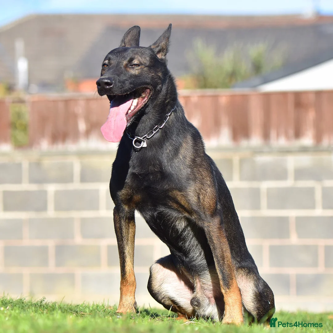 Mixed Breed dogs for sale: 🔥 PH1 BULLHERDERS BREEDING 🔥 - Advert 1