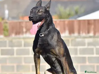 Mixed Breed dogs 🔥 PH1 BULLHERDERS BREEDING 🔥 - Advert 1