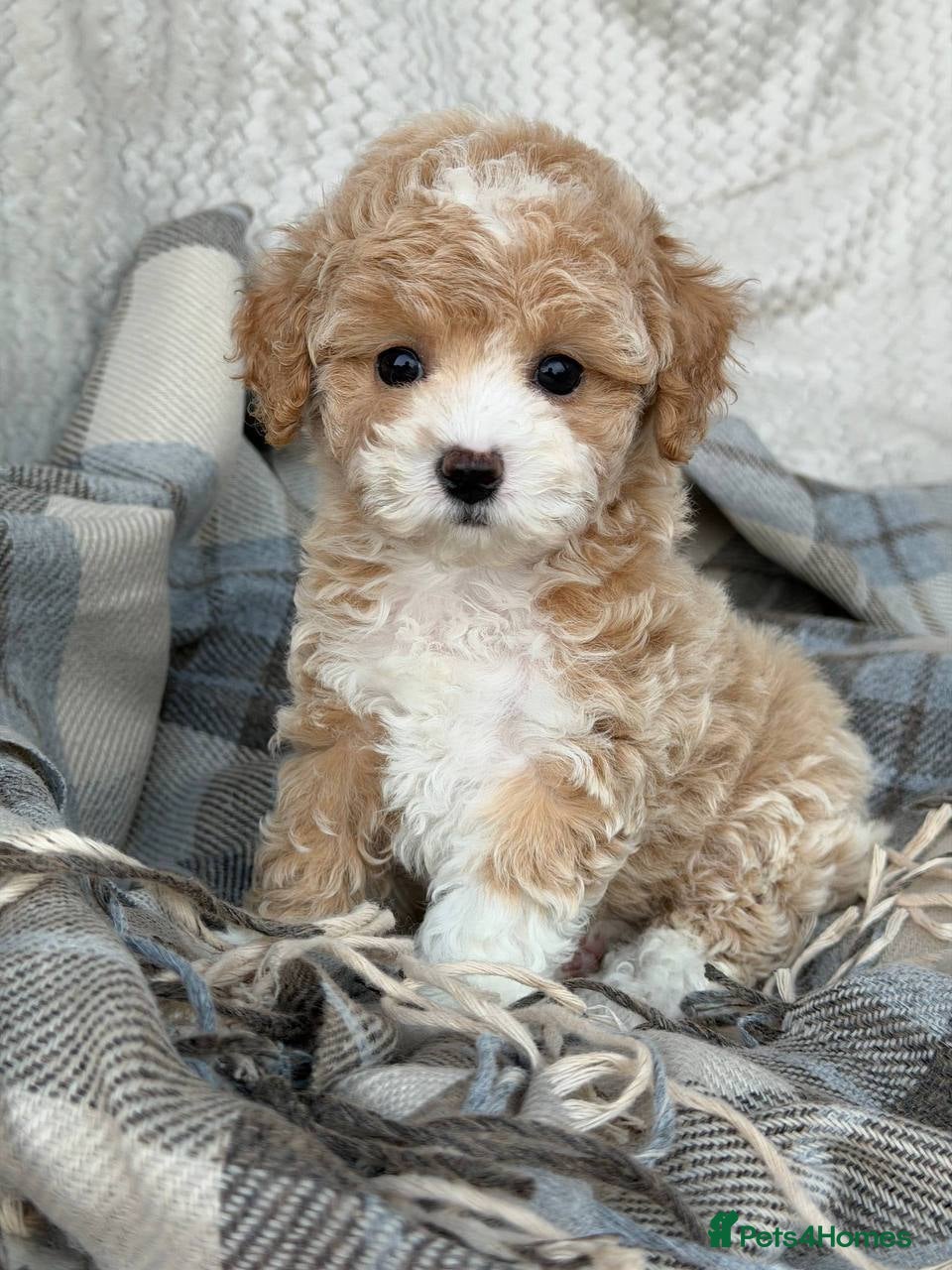 Maltipoo dogs Beautiful Maltipoo Girl–Ready for Her Forever Home - Advert 2