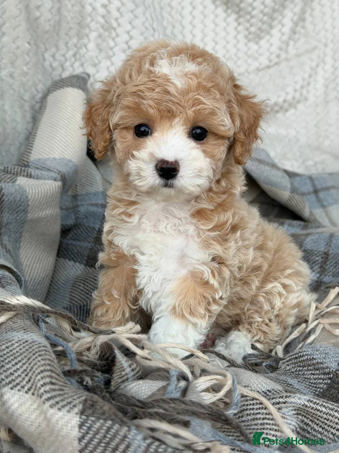 Maltipoo dogs for sale: Beautiful Maltipoo Girl–Ready for Her Forever Home in Bath - Advert 1