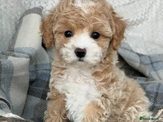Maltipoo dogs Beautiful Maltipoo Girl–Ready for Her Forever Home - Advert 2