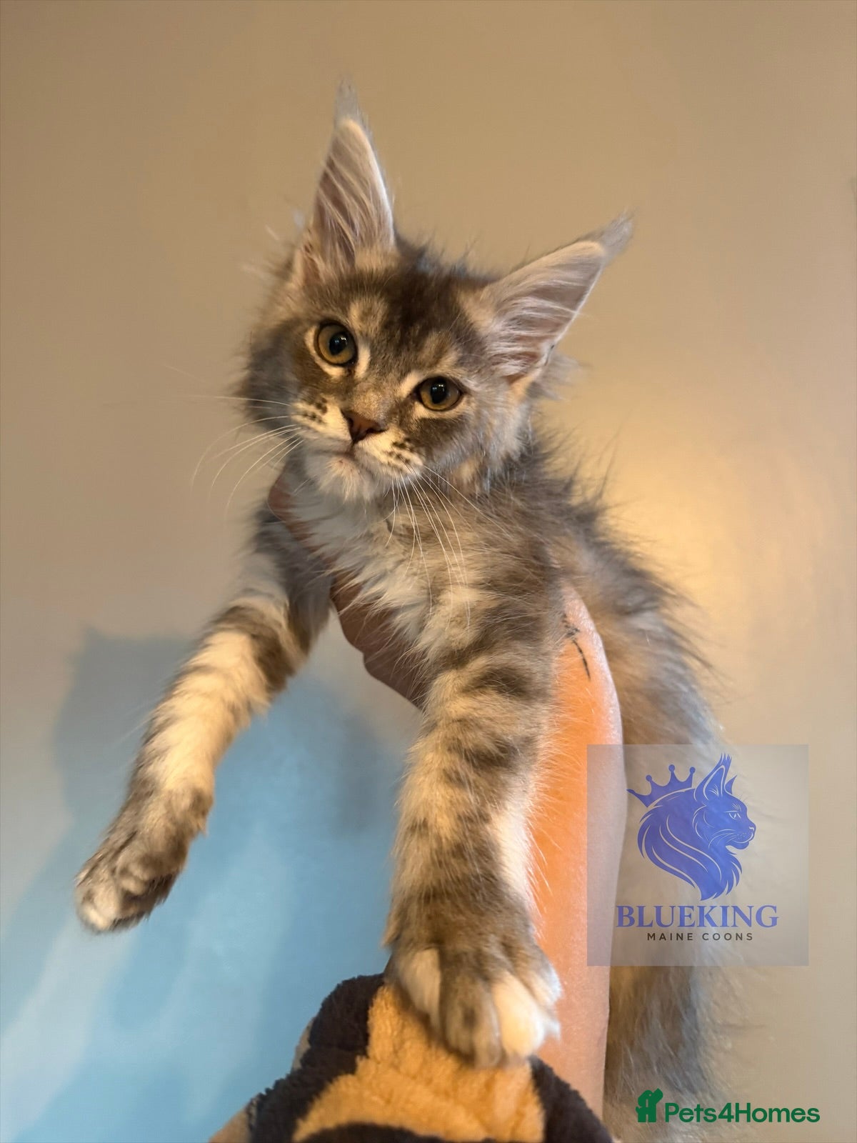 Maine Coon cats 👑 champion high silver poly Maine coon kittens 👑 - Advert 3