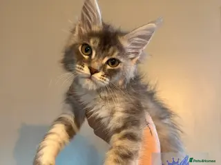 Maine Coon cats 👑 champion high silver poly Maine coon kittens 👑 - Advert 6