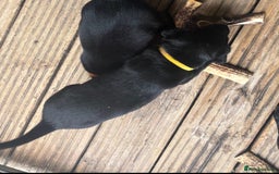 Labrador Retriever dogs for sale: Working Labradors  - Image 15