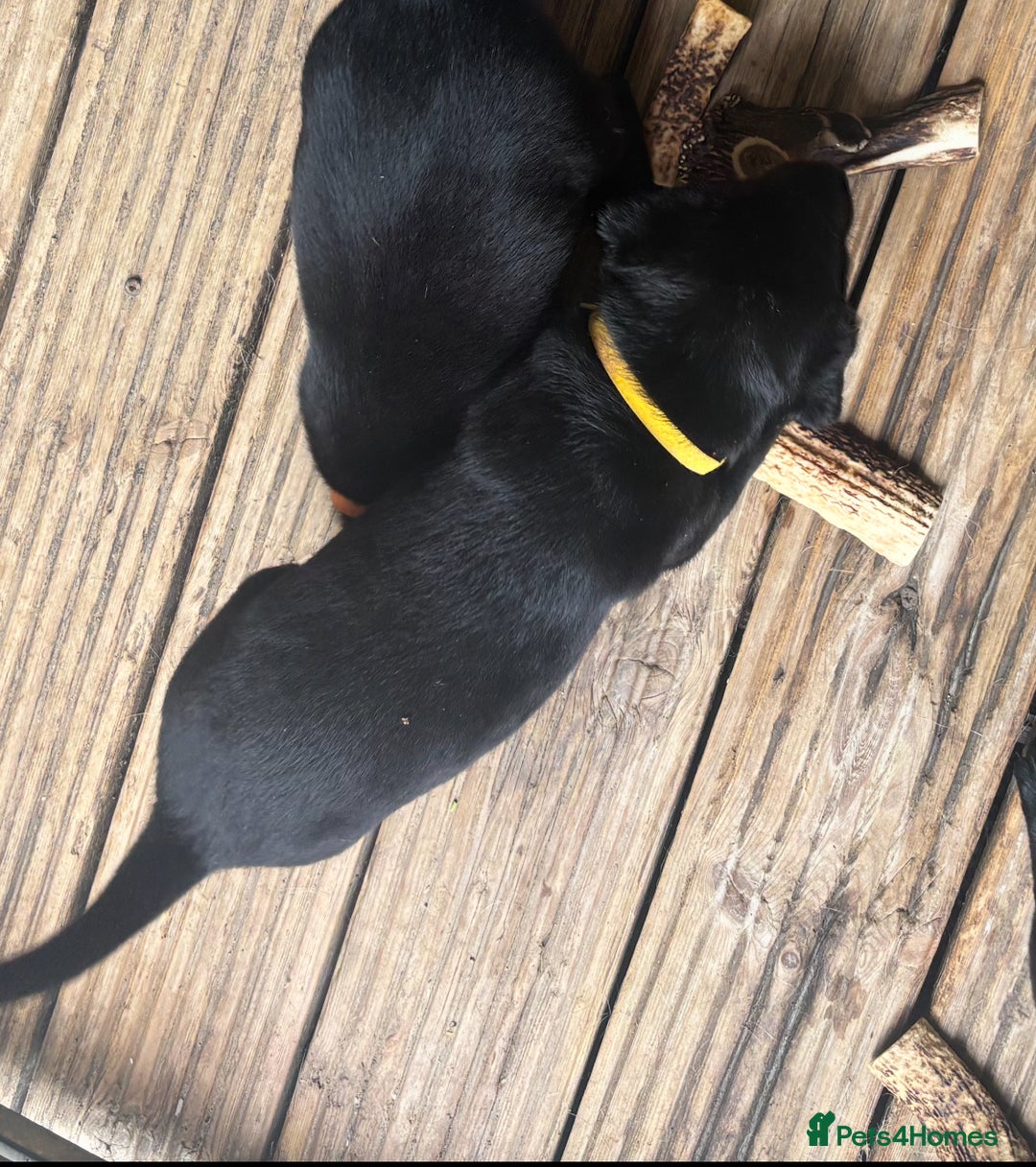 Labrador Retriever dogs for sale: Working Labradors  - Image 15