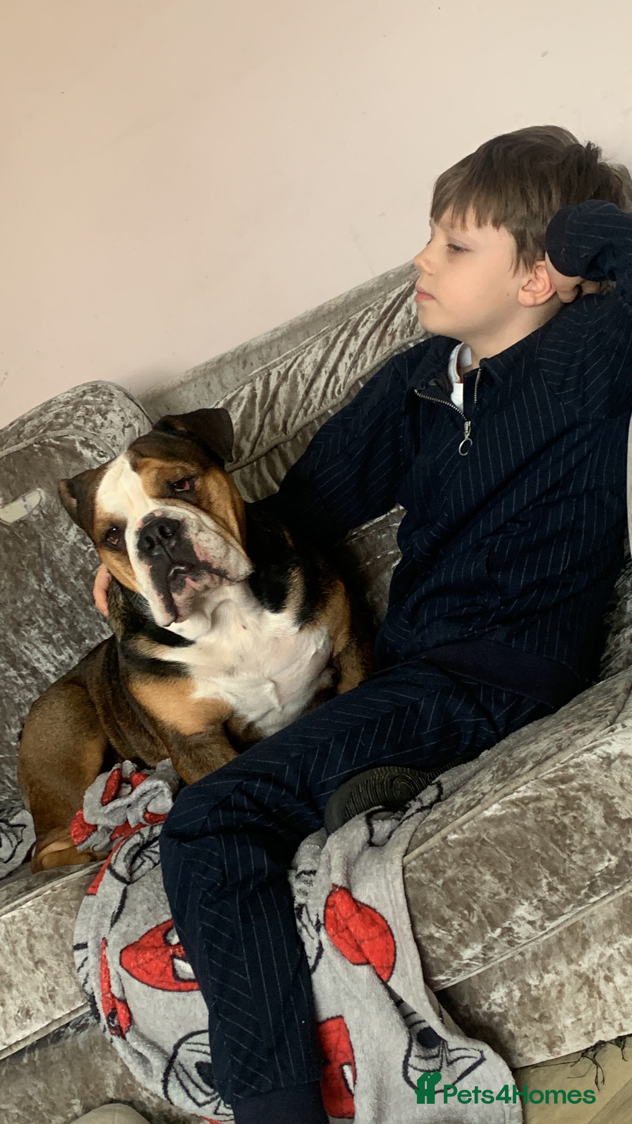 English Bulldog dogs English bulldog - Advert 6