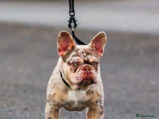 French Bulldog dogs in Bagillt - Advert 20