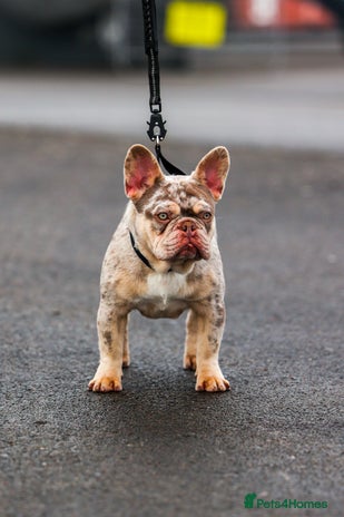 French Bulldog dogs in Bagillt - Advert 1