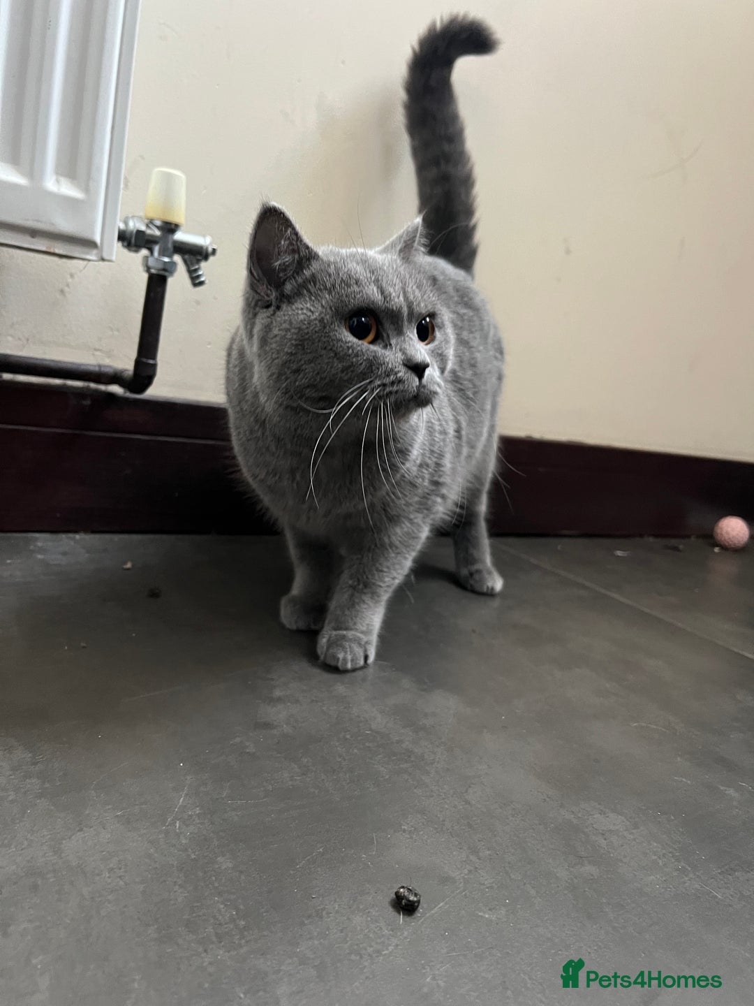 British Shorthair cats for sale: Female BSH - Advert 2