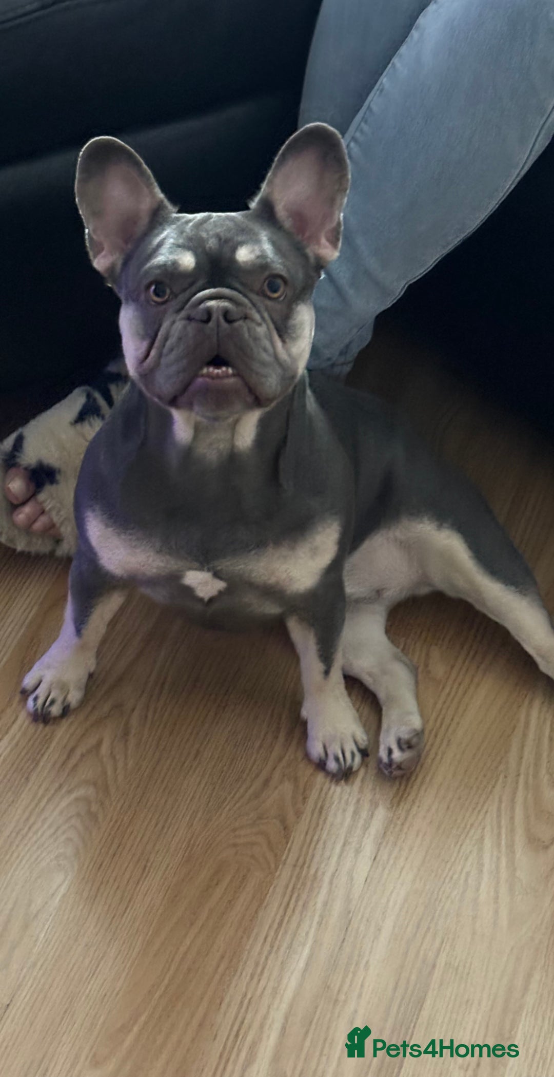 French Bulldog dogs for sale: French bulldog - Advert 1