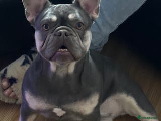 French Bulldog dogs French bulldog - Advert 1