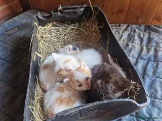 Mixed Breed cats Farm Kittens - Advert 1