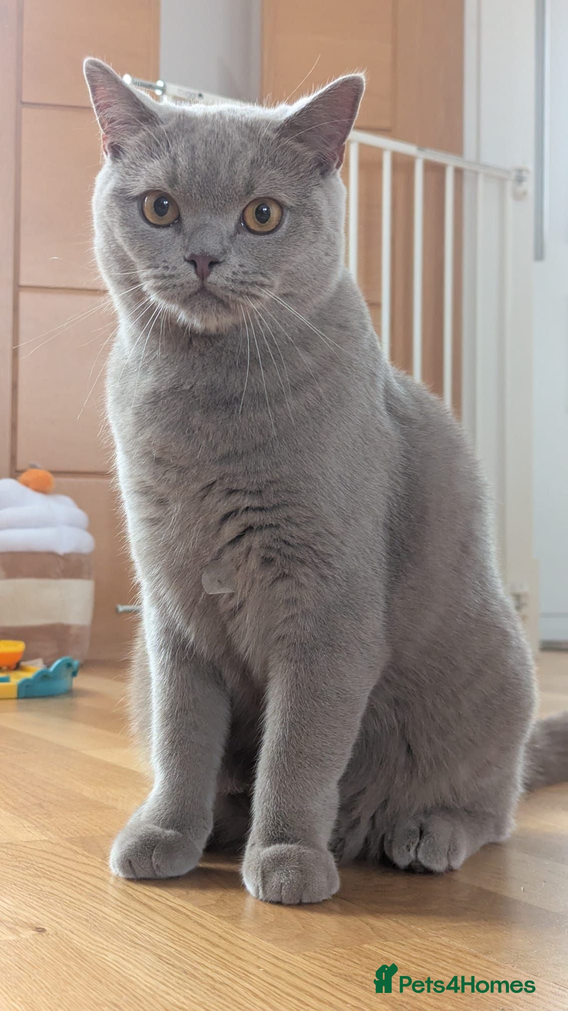 British Shorthair cats Lilac British shorthair  - Advert 13