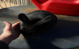 Mixed Breed rabbits for sale: Young buck  - Image 6