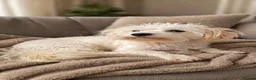 Maltipoo dogs for sale: Luxury Toy Maltipoo Boys - Advert 11