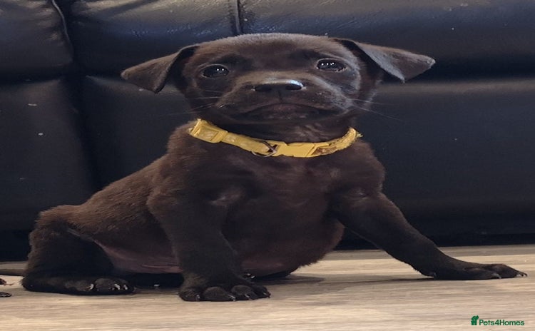 Mixed Breed dogs - Advert 15