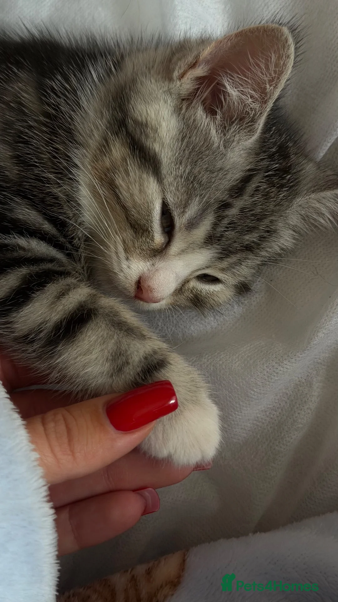 Mixed Breed cats for sale: Grey tabby girl  - Advert 5