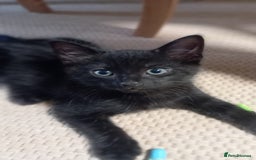 British Shorthair cats for sale: Cute kittens are ready. - Image 14