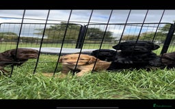 Cocker Spaniel dogs for sale: Cocker Spaniel Purebred Puppies Bitches available - Image 27