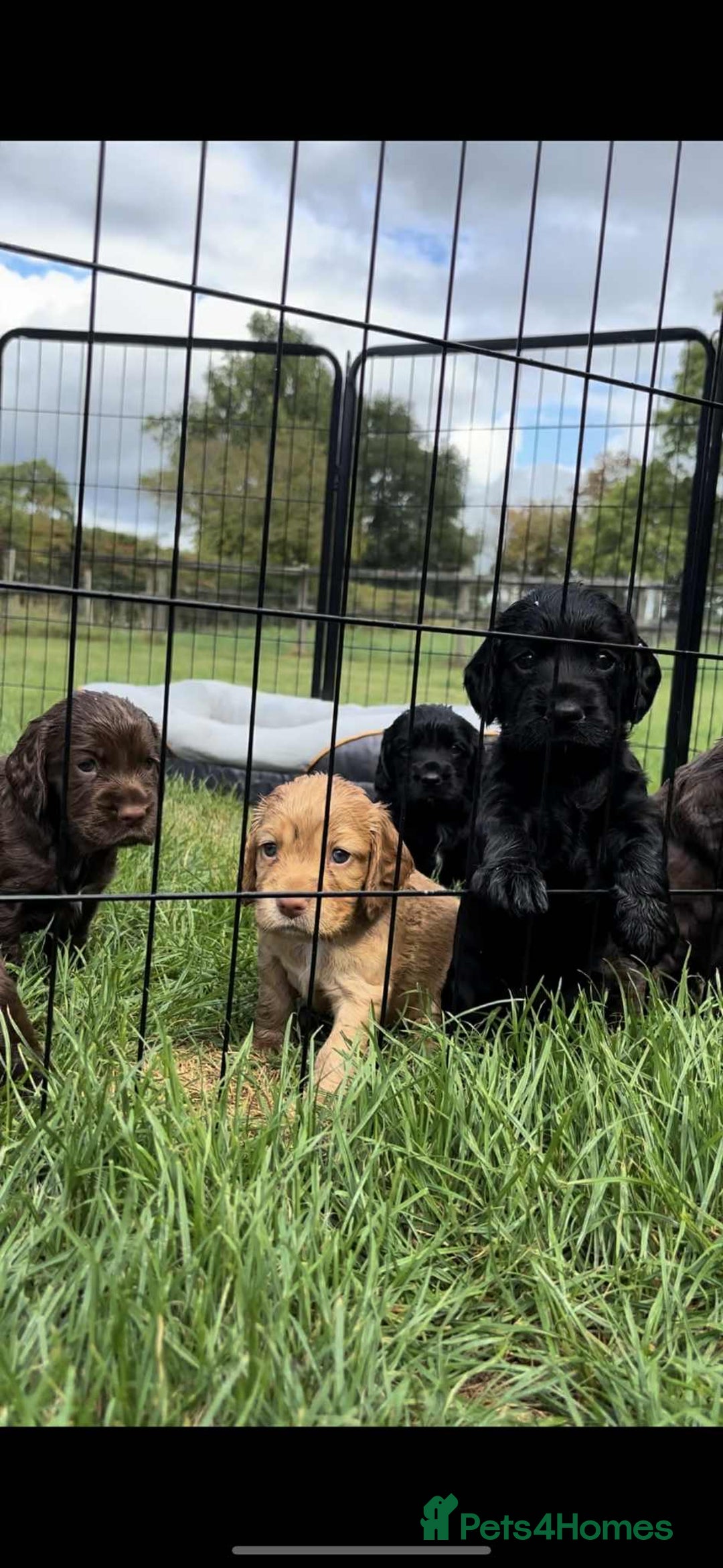 Cocker Spaniel dogs for sale: Cocker Spaniel Purebred Puppies Bitches available - Image 27