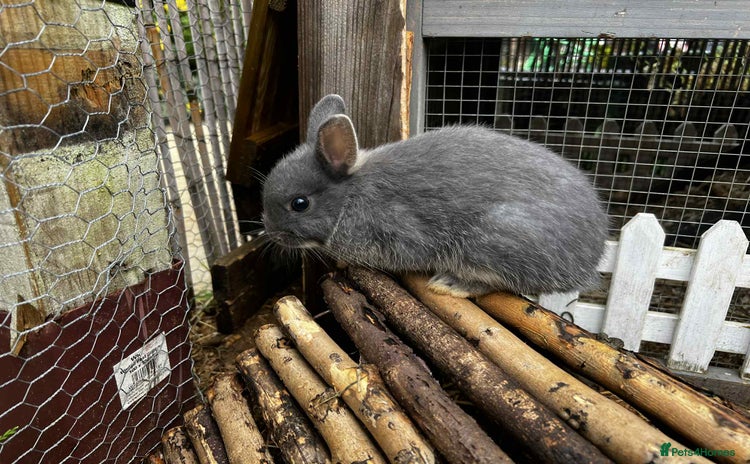 Netherland Dwarf rabbits - Advert 3