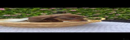 Miniature Dachshund dogs for sale: Miniature KC  dachshund puppies - Advert 22