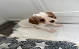Cavalier King Charles Spaniel dogs for sale: DNA Health Tested Cavalier King Charles Puppies in Heathfield - Image 8