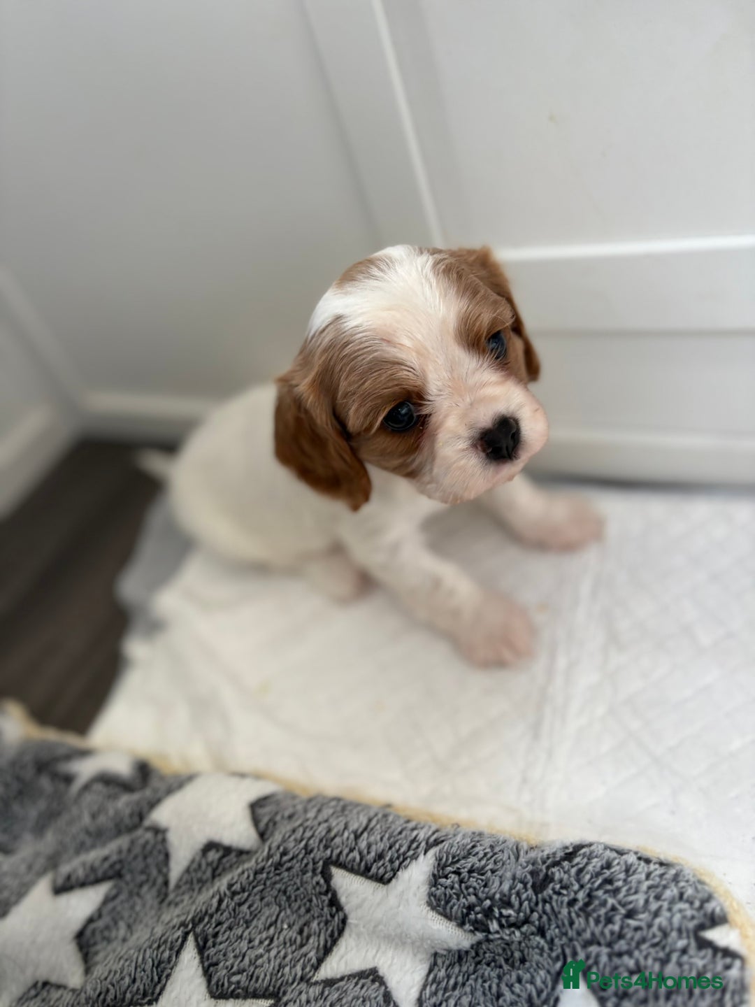 Cavalier King Charles Spaniel dogs for sale: DNA Health Tested Cavalier King Charles Puppies in Heathfield - Image 8