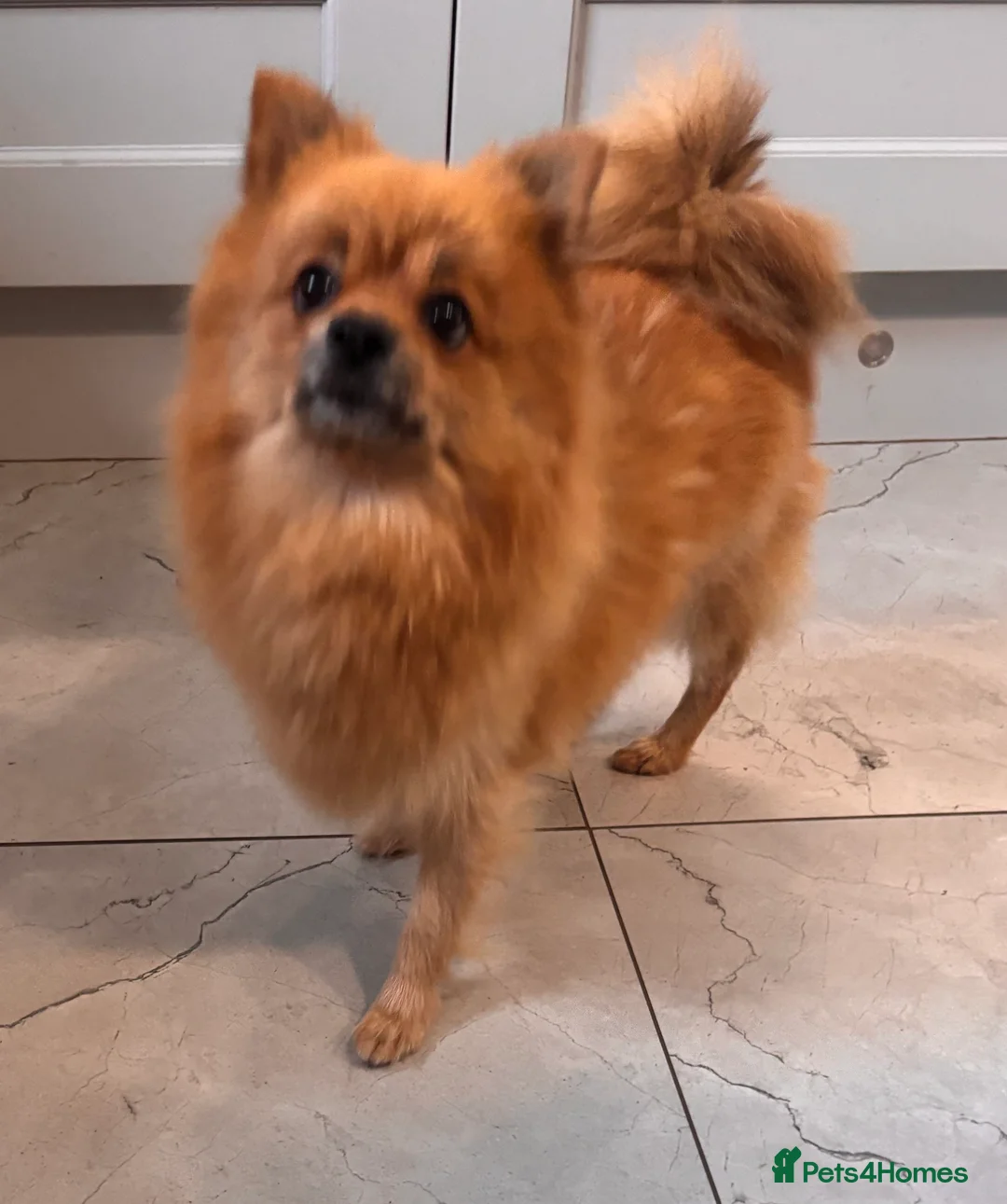 Mixed Breed dogs for sale: Pomeranian x shih-tzu in Craigavon - Advert 2