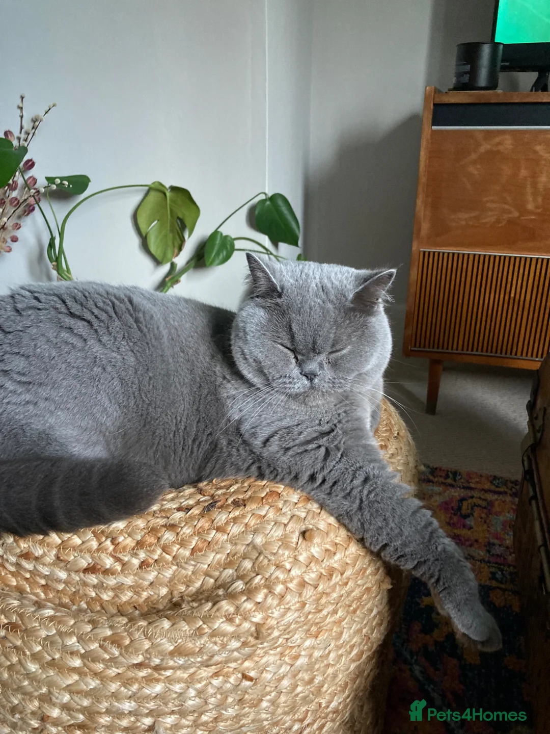 British Shorthair cats for sale: GCCF British Shorthair  - Advert 9