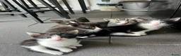 Mixed Breed cats for sale: Beautiful kittens  in Hereford - Advert 21