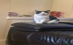 Mixed Breed cats for sale: Grandma Sierra  - Image 4