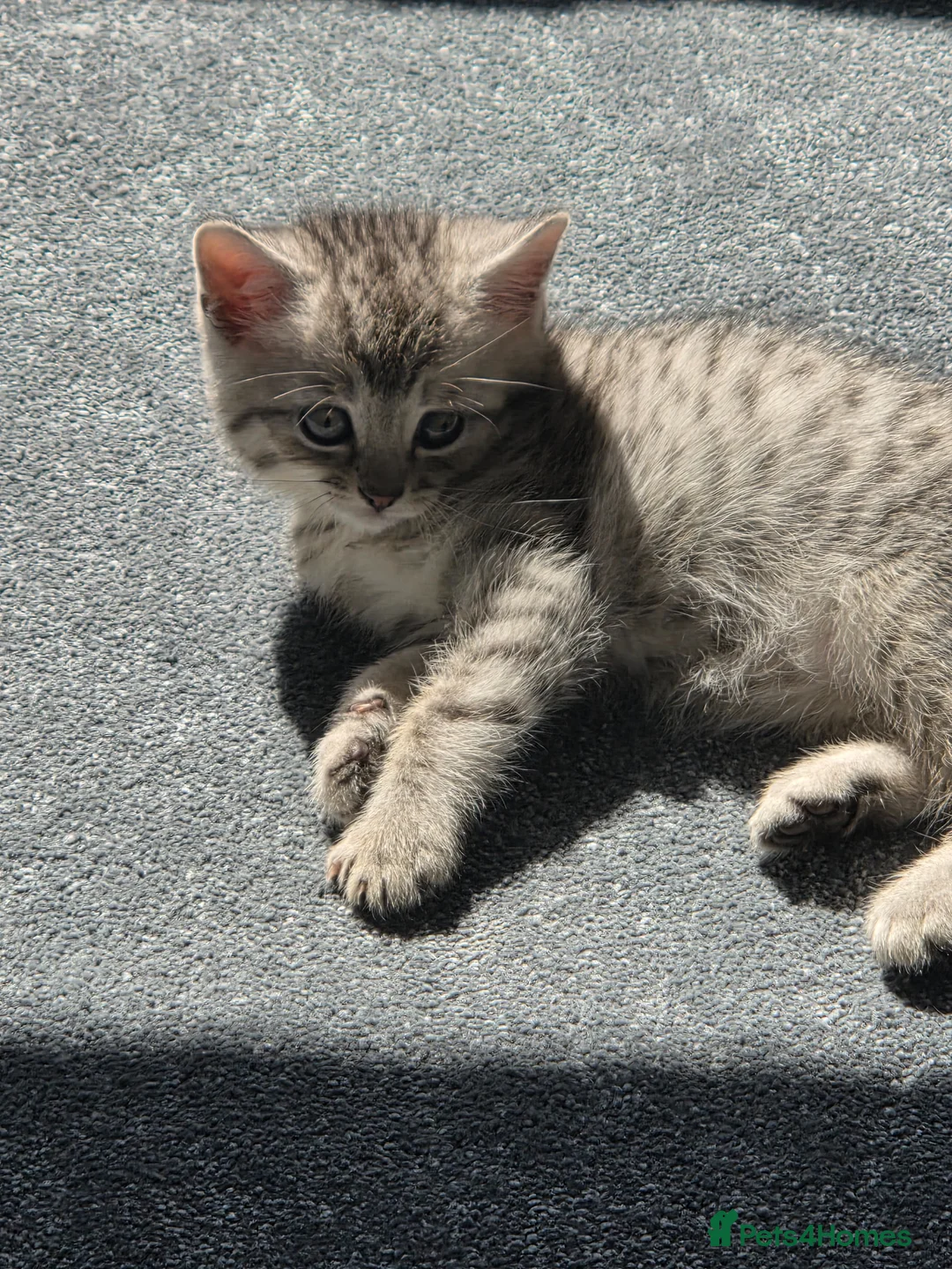 Persian cats for sale: Persian kittens  in Newcastle upon Tyne - Advert 2