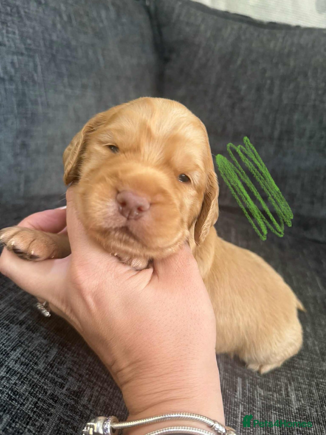 Cocker Spaniel dogs for sale: Working cocker spaniels - Image 13