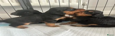 Cocker Spaniel 3