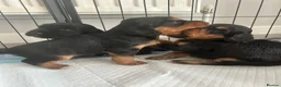Cocker Spaniel dogs for sale: KC Registered Working Cocker Spaniel Puppies - Advert 3