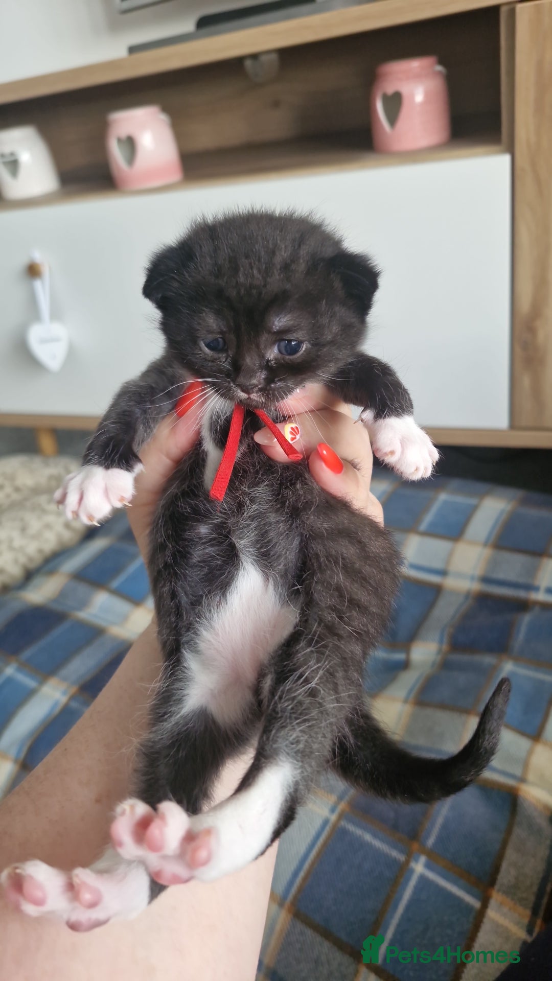 British Shorthair cats for sale: British Shorthair Mix Kittens  - Image 17