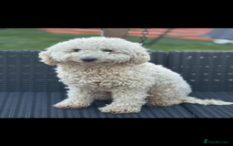 Mixed Breed dogs for sale: Shihtzu cross cocapoo (shihpoo) puppies  - Advert 23
