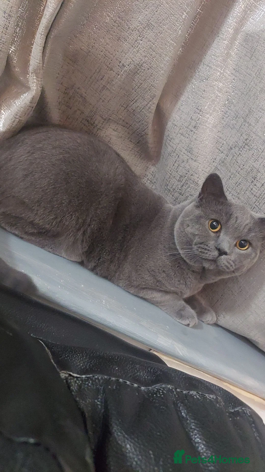 British Shorthair cats for sale: BSH for sale - Advert 2