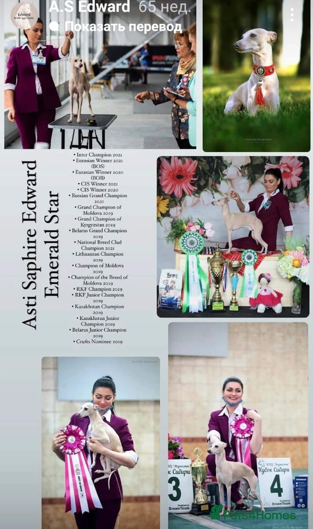 Italian Greyhound dogs for stud: Romeo italian greyhound Russian Import for stud  in Liverpool - Advert 24