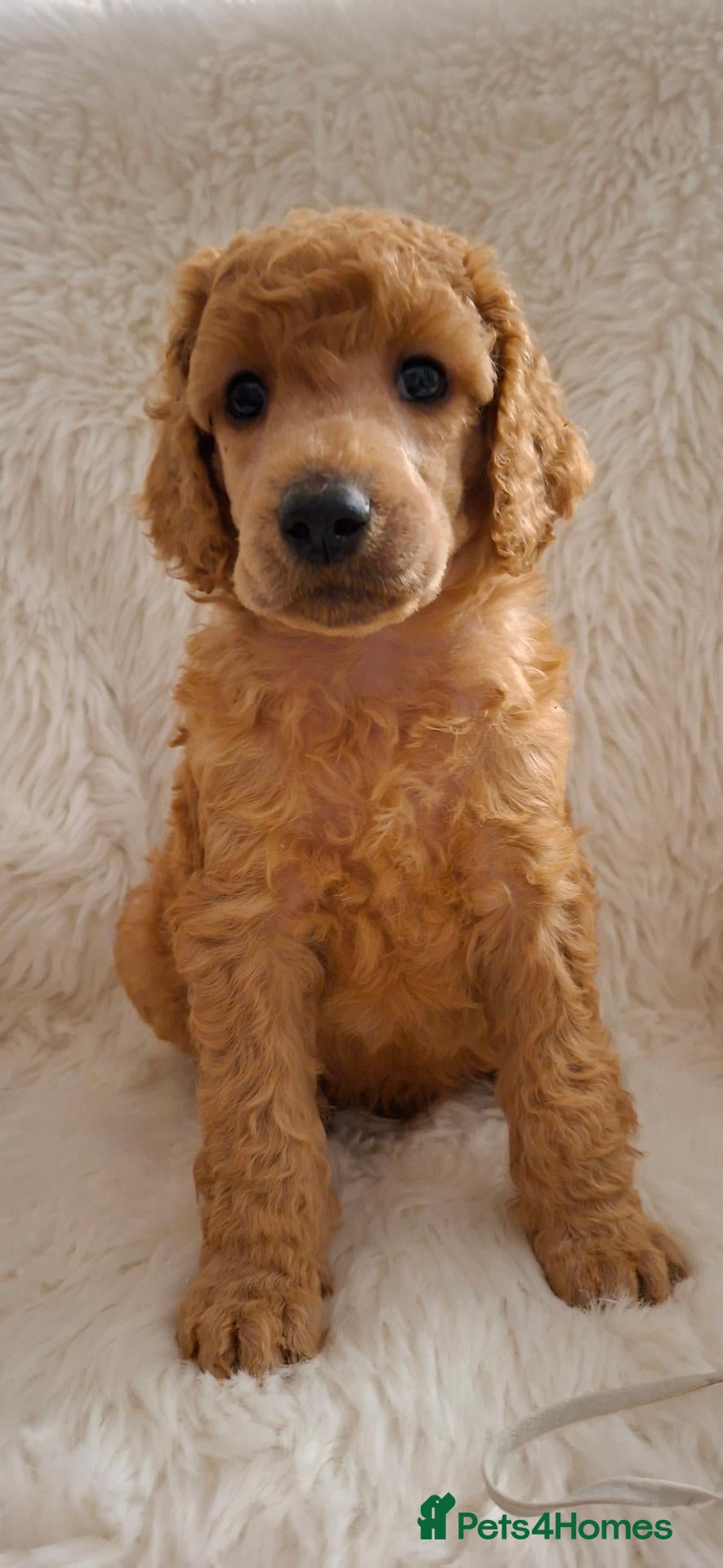 Standard Poodle dogs Fully Health Tested St Poodle Puppies  - Advert 9