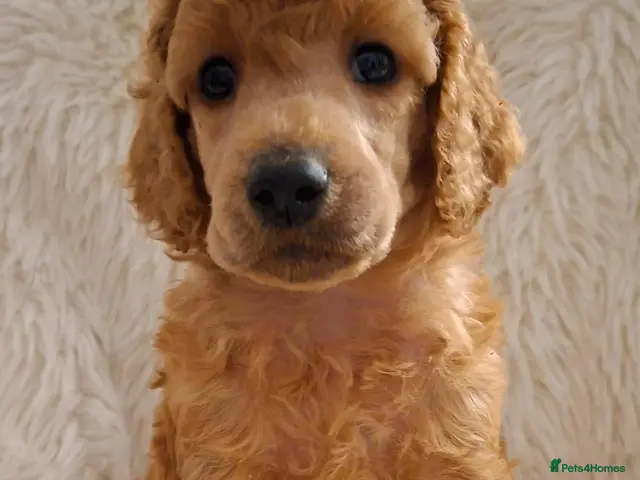 Standard Poodle dogs for sale: Fully Health Tested St Poodle Puppies - Advert 16