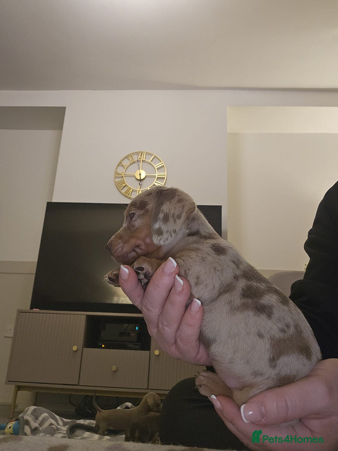 Miniature Dachshund dogs for sale: Stunning miniature dachshund puppies - Advert 19