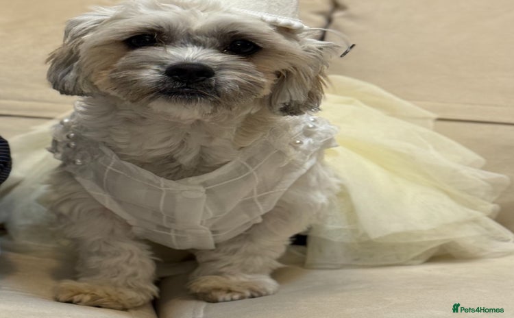 Shih Tzu dogs - Advert 1